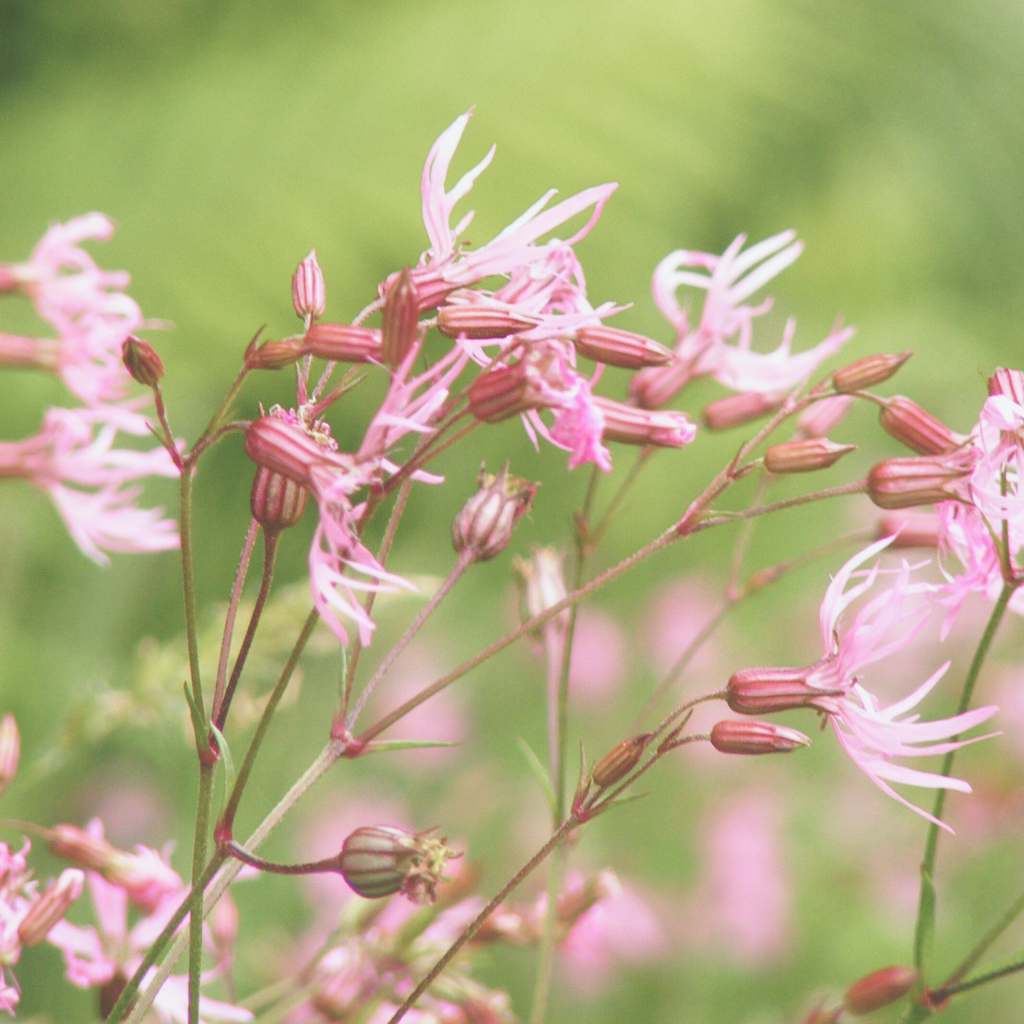 The Wildflower Diaries: This month bees are dining on ...